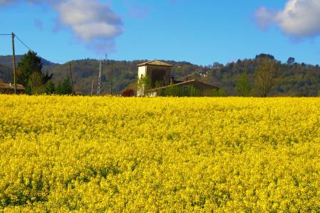 Colza en la Plana de Vic.