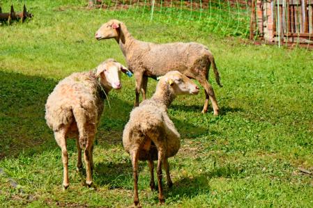 Ovejas pastando en Vilobí d'Onyar.