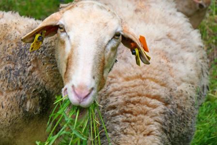 Ovejas pastando en Vilobí d'Onyar.