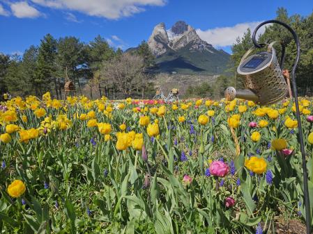 Tulipanes en Saldes.