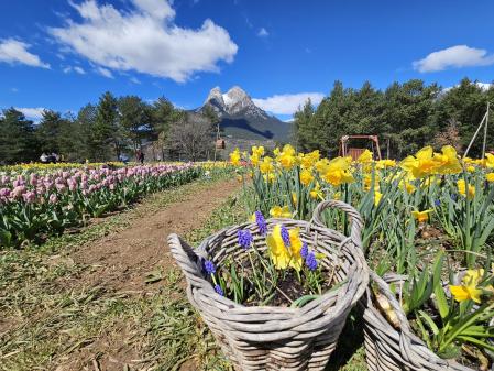 Tulipanes en Saldes.
