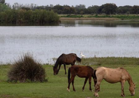 Caballos pastan en la hierba fresca y verde que han recuperado las lluvias recientes, cerca de las marismas inundadas del Parque Natural de Doñana,