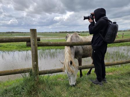 Caballos de la Camarga en los Aiguamolls del Empordà.