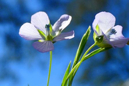 La flor del lino, en los jardines de la Fraternitat de Santa Clara.