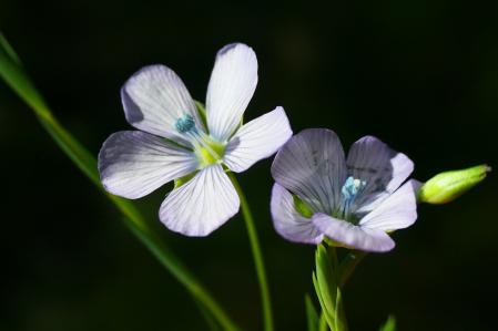 La flor del lino, en los jardines de la Fraternitat de Santa Clara.