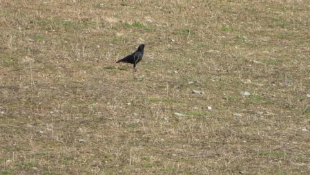 El cuervo que estamos buscando.