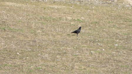 Así es el ave que debemos encontrar.