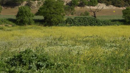 Posición señalada del cuervo.