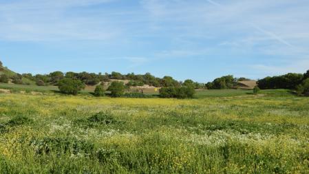 La posición del cuervo señalada, como solución al Reto visual.