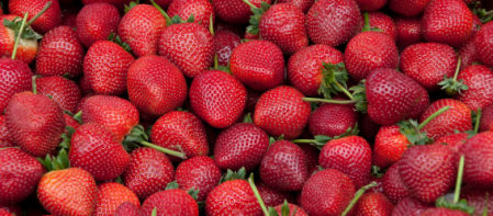 La fresa es una fruta deliciosa, pero delicada.