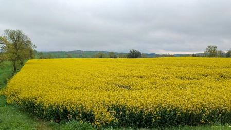 Campo de colza en el Solsonès.