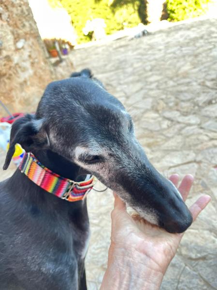 Rulo, el galgo de 11 años que busca familia por cuarta vez