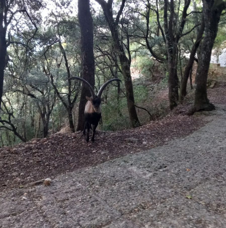 Cabra salvaje retratada cerca de la Creu de Sant Miquel..