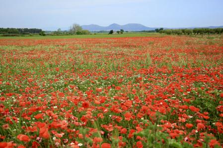 Campo de amapolas en Pals.