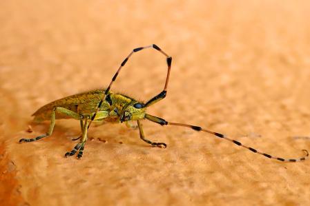 Escarabajo unicornio.