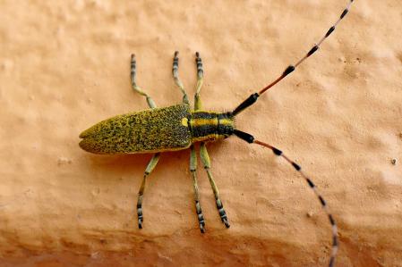 Escarabajo unicornio.