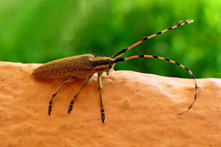 Escarabajo unicornio.