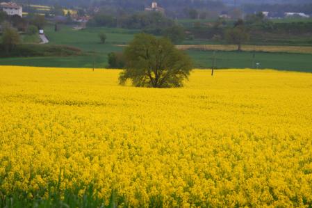 Campo de colza en Osona.