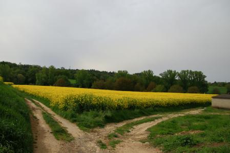 Campo de colza en Osona.