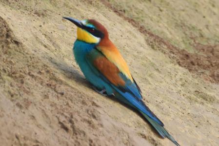 Abejaruco en Les Masies de Roda.