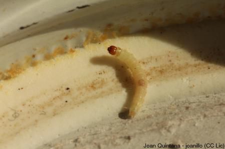 Polilla india de la harina