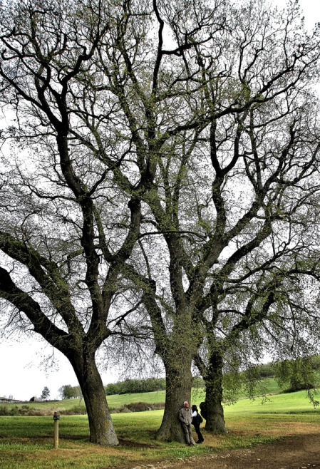 Tres Roures de Collsuspina.