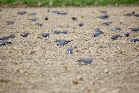Palomas torcaces en los campos de arroz de Pals.