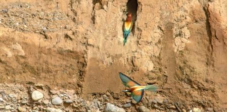 Abejarucos, en Osona.