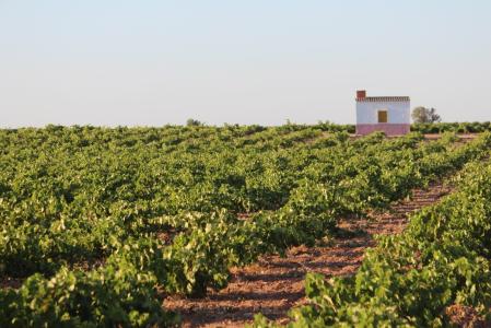 Según sus críticos, las piwis pueden promover la uniformización global del viñedo y la homogeneización del sabor e identidad del vino
