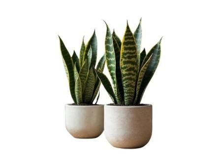 Pack de 2 Plantas Naturales Sansevieria Trifasciata