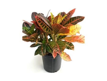 Crotón Petra Árbol de Interior