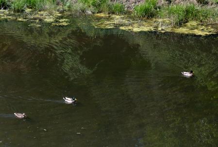 Ánades en el pantano de Vallvidrera.