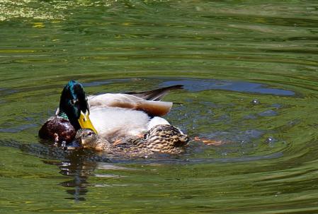 El macho la semisumerge y la voltea como si de un barco escorado se tratase y en ese instante la cópula.