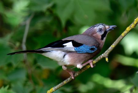 Arrendajos euroasiático.