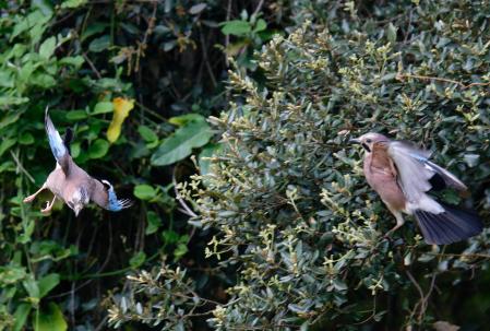 Arrendajos euroasiático.