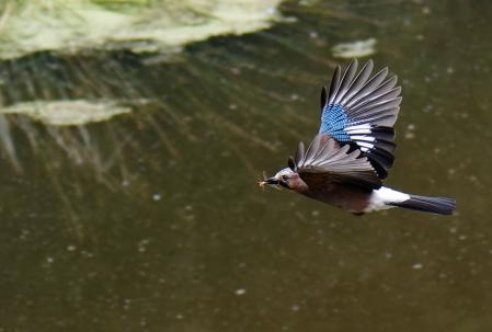 Arrendajos euroasiático.