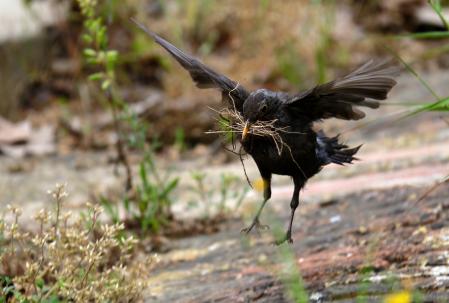 El mirlo común, en el pantano de Vallvidrera.