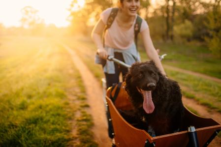 Perro feliz en un carrito 