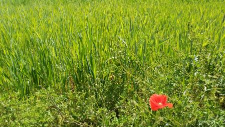 Primavera en Folgueroles.