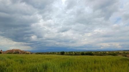 Campo de trigo en Ossó de Sió.