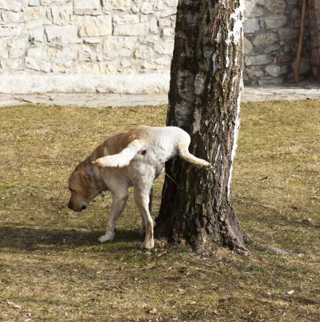 Síntomas, tratamiento y consejos clave para prevenir infecciones de orina en perros