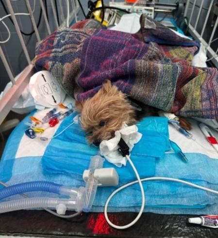El perro Yorkshire Terrier fue mantenido en una clínica hasta que sufrió un paro cardíaco