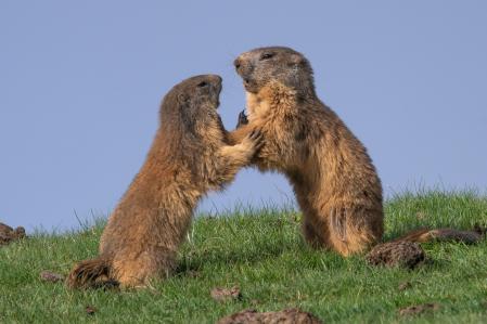 El cariñoso abrazo de las marmotas.