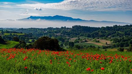 Montseny con un primer plano primaveral.