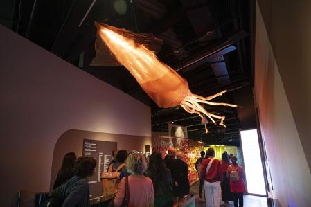 Maqueta de un calamar gigante que vive en las profundidades abisales y de cuya existencia sabemos&nbsp;