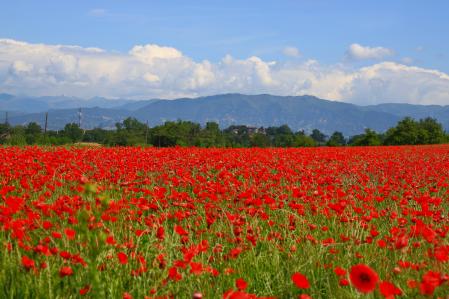 Campo de amapolas en Gurb.