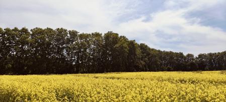 El amarillo es el protagonista en este campo floral.