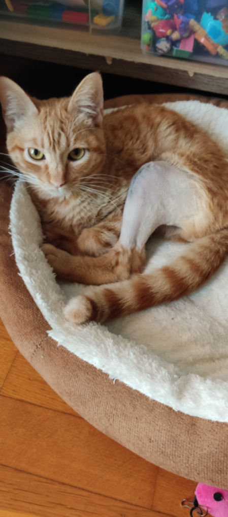 Dorito después de la operación