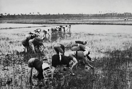 Varias 'mondine', recolectoras de arroz, trabajan en 1940