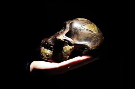 Cráneo del australopithecus Lucy.